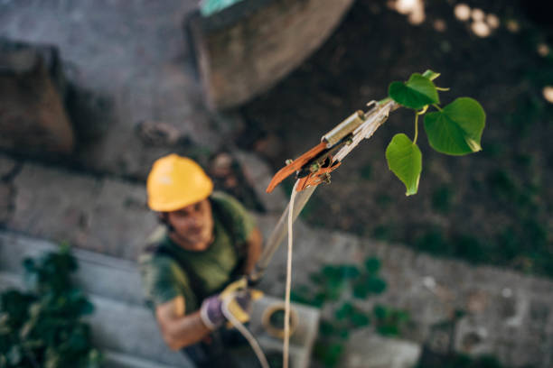 How Our Tree Care Process Works  in  Ben Avon, PA