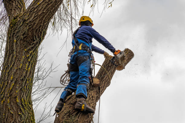 Trusted Ben Avon, PA Tree Removal Experts